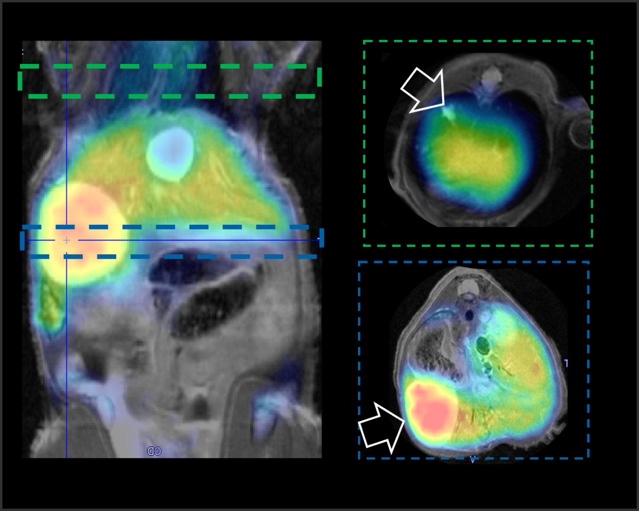 PET and MRI in Mouse Metastatic Tumor Model