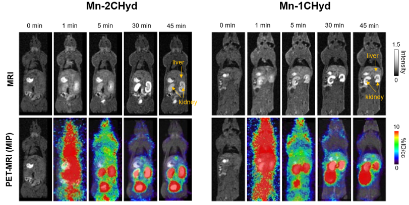 Total Body PET MRI Images of mice