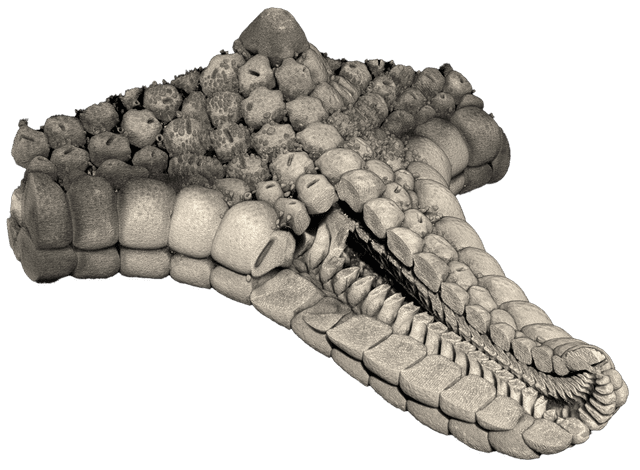 Micro-CT / 3D XRM image of a starfish showing the external surface as well as cross-sectional view into its interior.