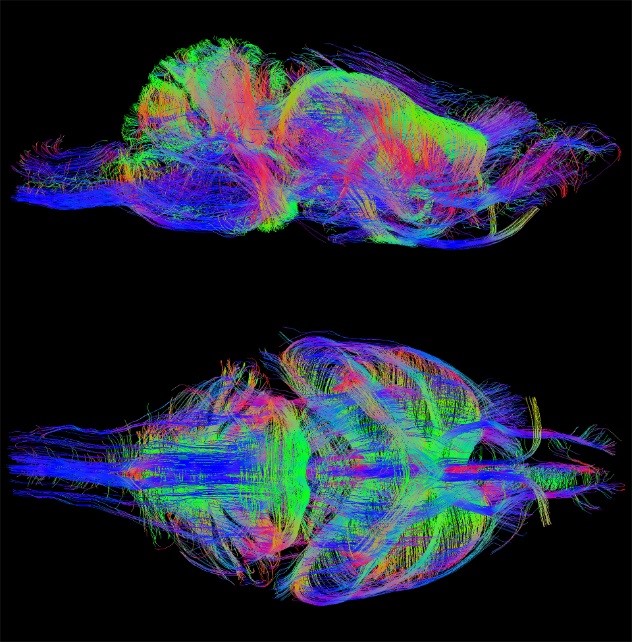 Mouse Imaging Bruker