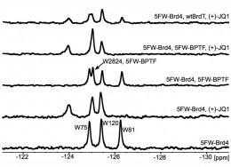 Figure 2*: 19F NMR titration of (+)-JQ1 with Brd4(1). Bottom to top: 5FW-Brd4(1) (25 μM); with 1 eq. (+)-JQ1; with 5FW-BPTF (25 μM); with 5FW-BPTF (25 μM) and 1 eq. (+)-JQ1, with unlabeled BrdT(1) (50 μM) and 1 eq. (+)-JQ1.