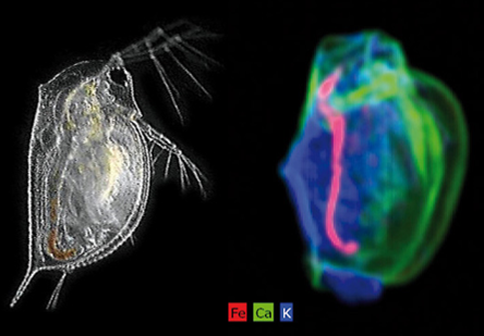 A micro-XRF image of Daphnia collected with the M4 TORNADO