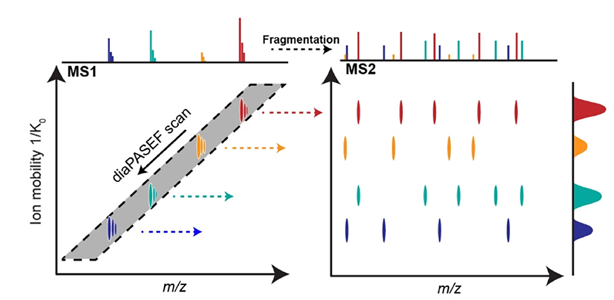 Graphical representation of dia-PASEF scan function