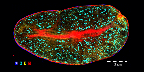 Seeing The World Through Other Eyes Optimizing The Visualization Of Sample Composition By Micro Xrf Bruker