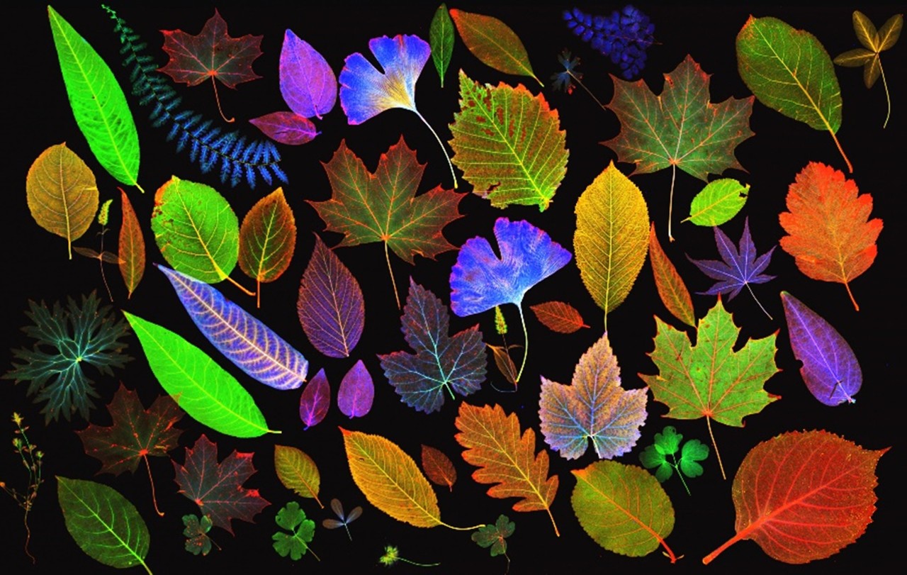Elemental Mapping of Biological Sample (Assorted Leaves) using micro-XRF