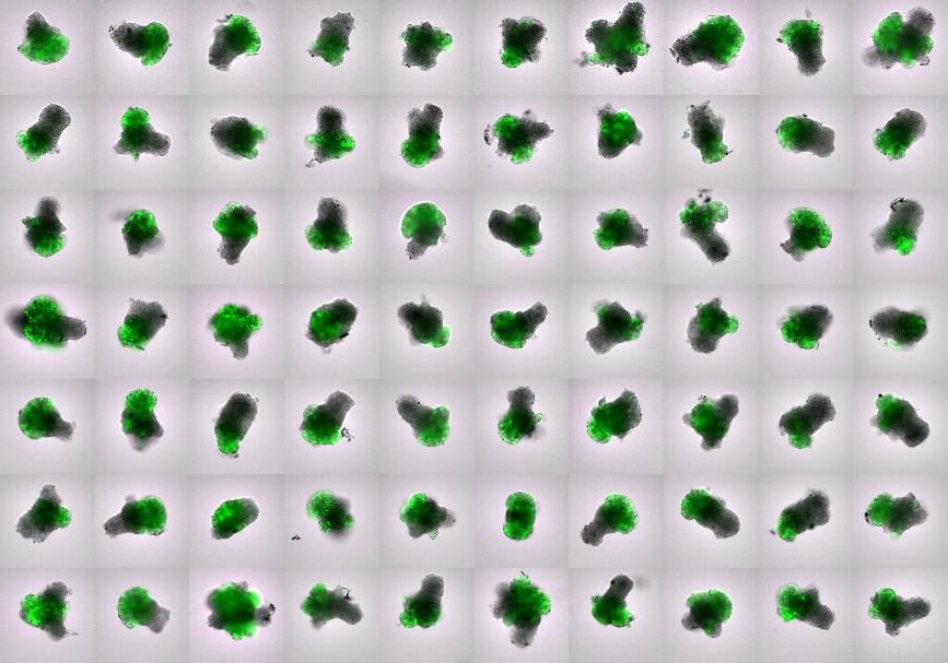 Time-lapse imaging of medaka organoid formation