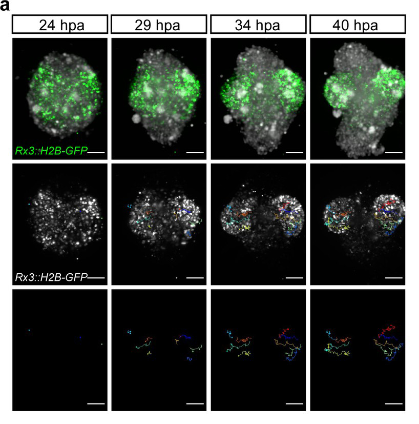 Timelapse of 3D imaging of organoids to study organoid dynamics.