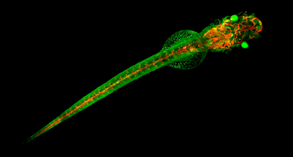 Light-Sheet Microscopy zebrafish stitched image