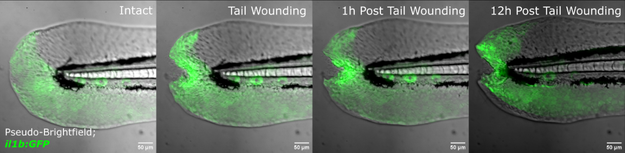 TruLive3D Imager timelapse of cytokine dynamics in a tail wound assay