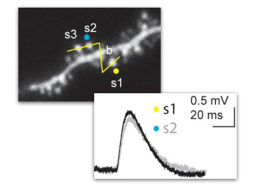 neuronal signaling