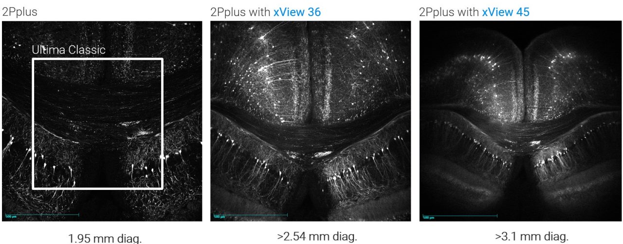 Three side-by-side images showing a mouse brain imaged with Ultima 2Pplus and a 16X 0.8 NA Nikon objective using xView 36 and xView 45 lenses.