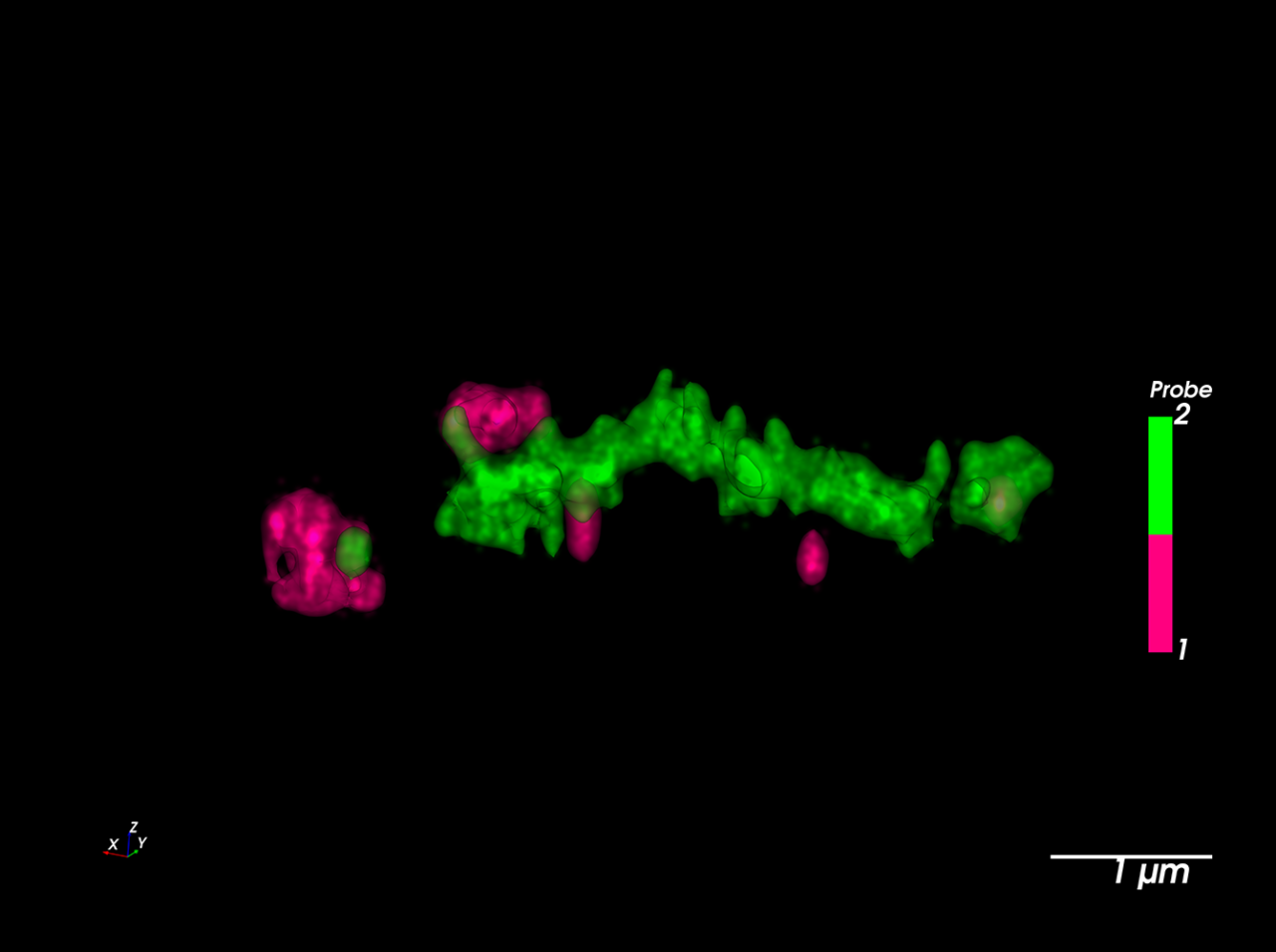 Co-localization of an axon and axonal terminal marker in a retinal tissue section