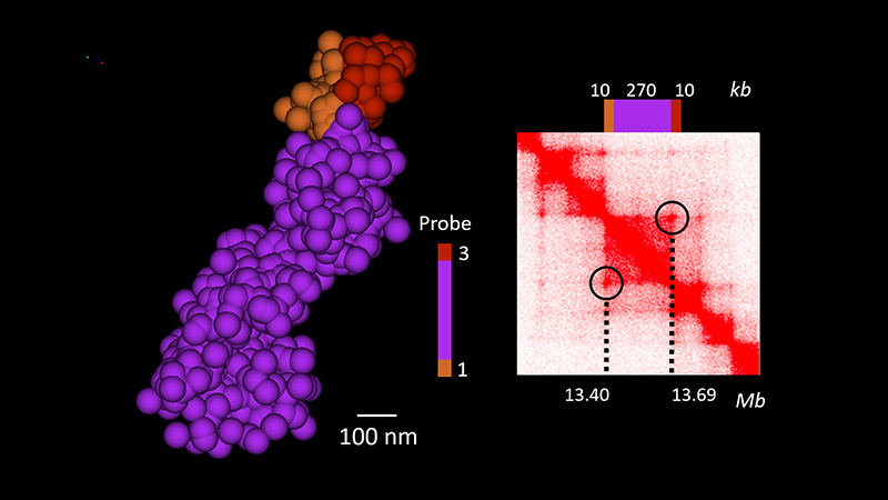 3-step OligoSTORM walk spanning two 10-Kb loop anchors and 270 Kbs of the loop body (left). Hi-C interaction map corresponding to loop imaged with OligoSTORM (right). Courtesy of Guy Nir and Ting Wu, Harvard University. 