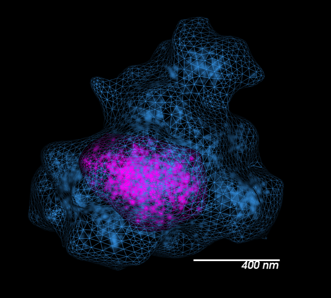 Chromosome 19 topologically associating domain (TAD, in magenta) within a compartment (in blue). Courtesy of Guy Nir and Ting Wu, Harvard University. 