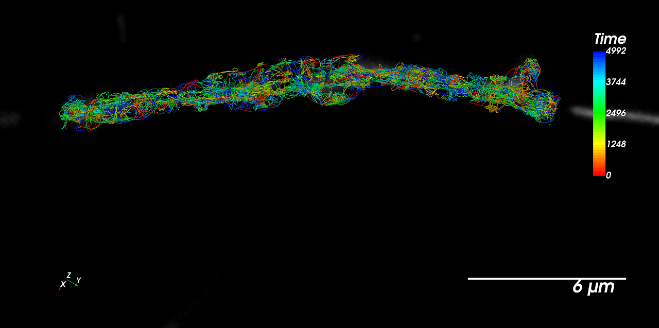 SPT-PALM tracking with Halo-JF646 alongside organelle imaging.