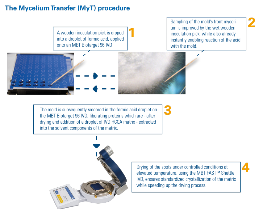 The Mycelium Transfer (MyT) procedure workflow. Step 1. A wooden inoculation stick is dipped into a droplet of formic acid, applied onto an MBT Biotarget 96. Step 2. Sampling of the mold's front mycelium is improved by the wet wooden inocuation pick, while also already instantly enabling reaction of the acid with the mold. Step 3. The mold is subsequently smeared in the formic acid droplet on the MBT Biotarget 96 IVD, liberating proteins which are - after drying and addition of a droplet of IVD HCCA matrix - extracted into the solvent components of the matrix. Step 4. Drying of the spots under the controlled conditions at elevated temperature, using the MBT FAST Shuttle IVD, ensures standardized crystalization of the matrix while speeding up the drying process.