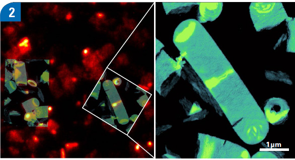 Correlative STED and AFM images of isolated sacculi of Bacillus subtilis with cell division protein