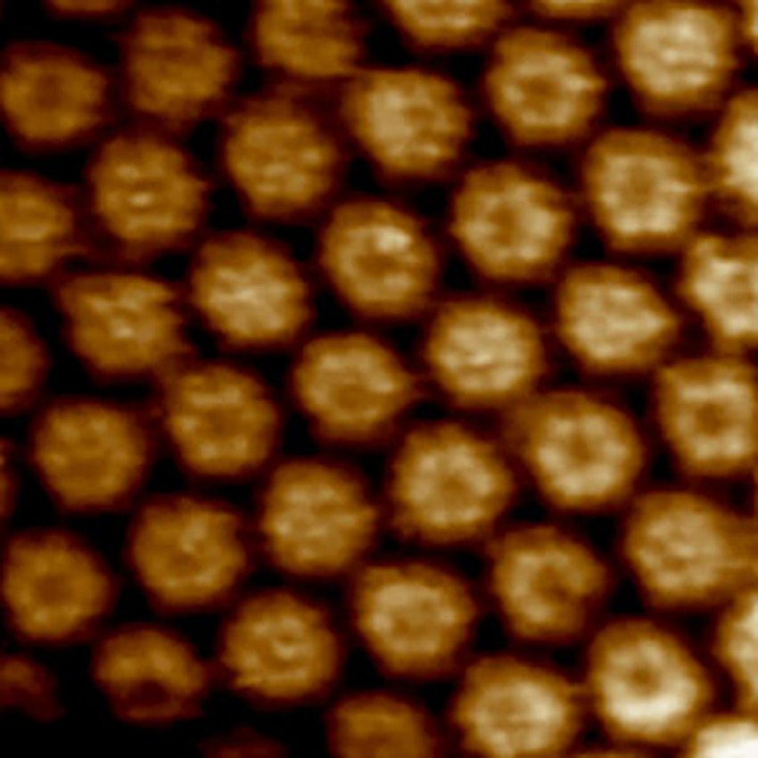 AFM image of hexagonally packed intermediate (HPI) layer of D. radiodurans