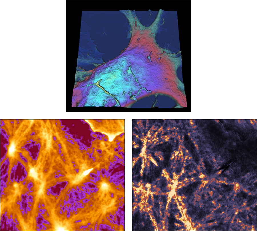 AFM images of fixed astroytes