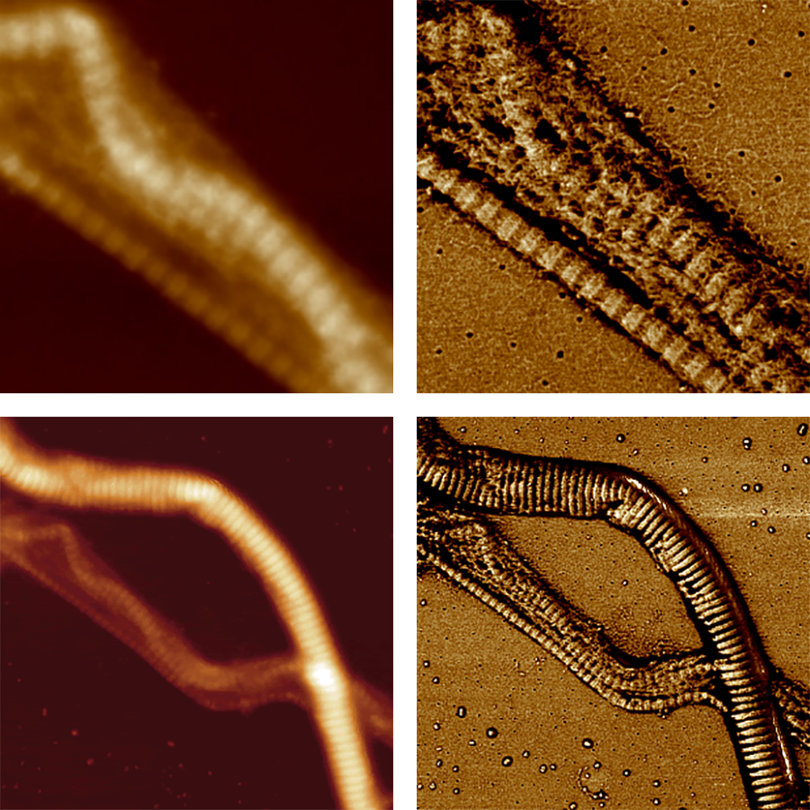 AFM images of bundled collagen fibers