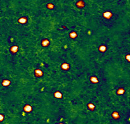 AFM image of gold clusters biotinylated and self-assembled on the surface