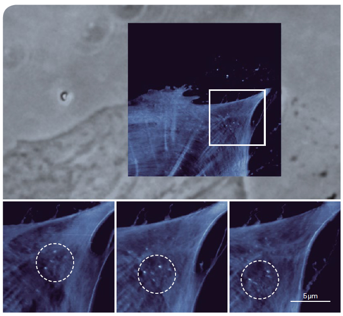 NanoWizard BioScience - Reorganization of cytoskeletal actin