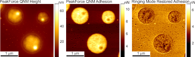 Ringing Mode + PeakForce QNM images simultaneously acquired on PS/LDPE polymer sample