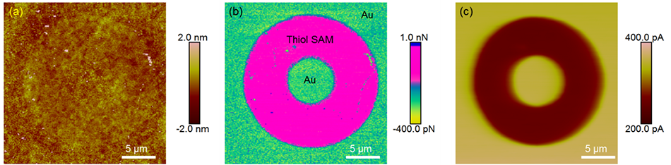 PeakForce SECM topography, adhesion, and electrochemical activity maps of CH3-thiol SAM on Au with [Ru(NH3)6]3+ and KNO3 solution.