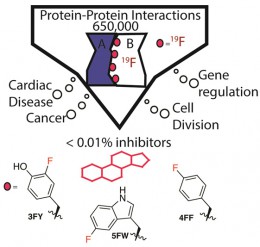 Figure 1*: PPIs have essential biology and are linked to many diseases. The Pomerantz lab uses fluorinated amino acids to discover small molecules for “undruggable” PPIs.
