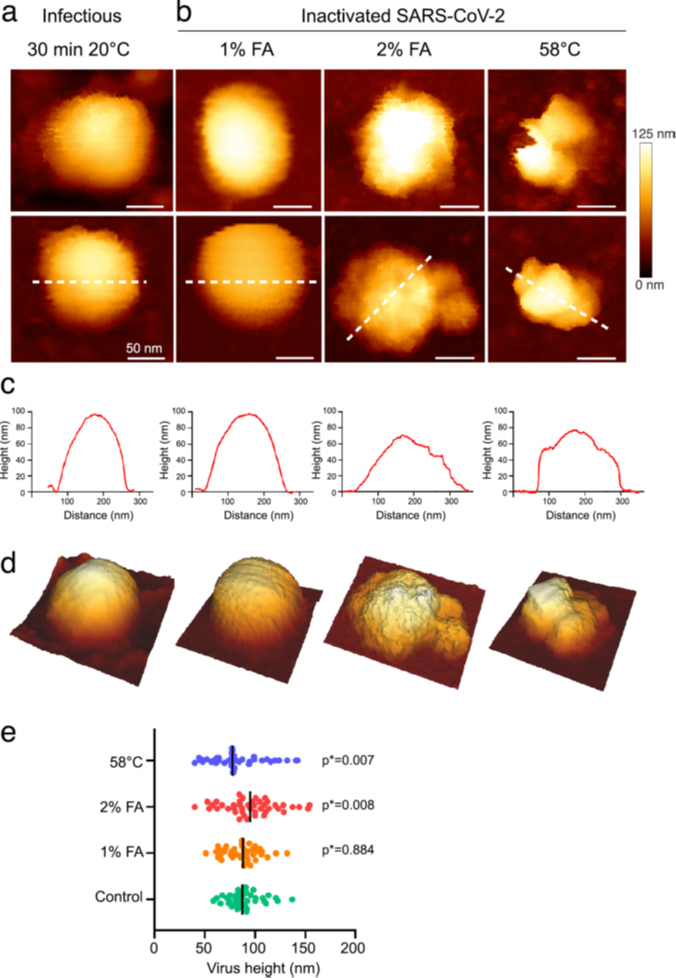 Figure 1: SARS-CoV-2 inactivation monitored by topographic imaging using QI mode AFM (NanoWizard IV atomic force microscope) in buffer. (a) Native infectious, control SARS-CoV-2 sample kept for 30 min at room temperature. (b) Virus particles inactivated with 1% and 2% FA for 30 min at 20°C or incubated at 58°C for 30 min. Scale bars are 50 nm. The color gradient for Z scale is the same for all AFM panels. (c) Topographical profile plots measured along the dotted lines in the lower panel in (a). (d) 3D projection of the particles in the lower panel (a). (e) Distribution of the topographical maximal height of treated and untreated SARS-CoV-2 particles (control n = 39; 1% FA n = 40; 2% FA n = 43; 58°C n = 39). P values are indicated and were computed by using two-sided independent t tests and comparing the results to those for the untreated sample. Reproduced from reference 3 in accordance with Creative Commons Attribution 4.0 International License.