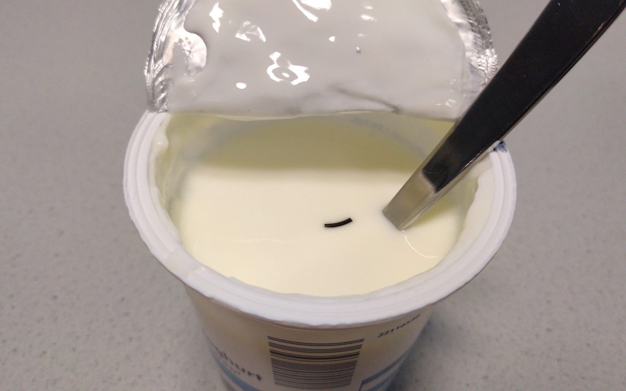 Rubber seal fragment in yoghurt