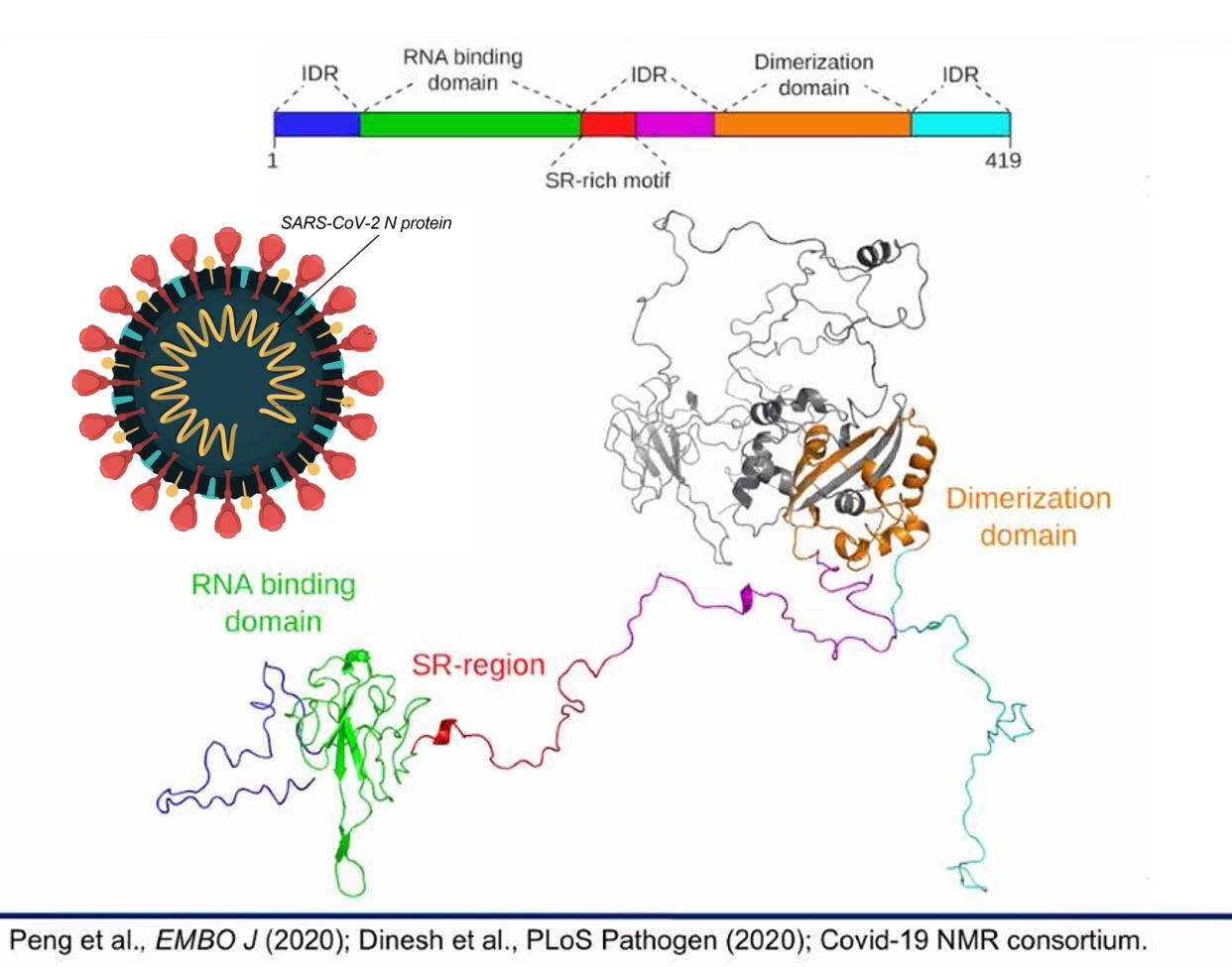 Structure of SARS-CoV-2 N protein with 3 key IDRs