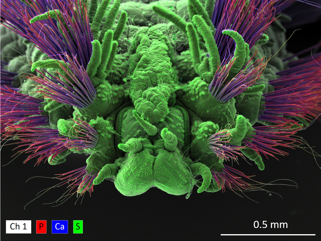 Elemental Mapping of Marine Organisms using SEM EDS | Bruker