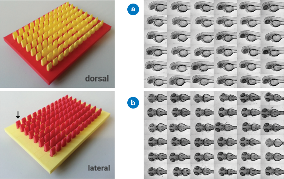 Figure 2 shows a 3D printed mold creating agarose gel indentations for standardized zebrafish embryo alignment (left) and consistent embryo orientation with slight head position variation (right).
