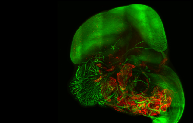 Fluorescent tiled image showing developing nerves (green, anti‑tuj1) and differentiating muscles (red, anti‑desmin) imaged on MuVi SPIM.