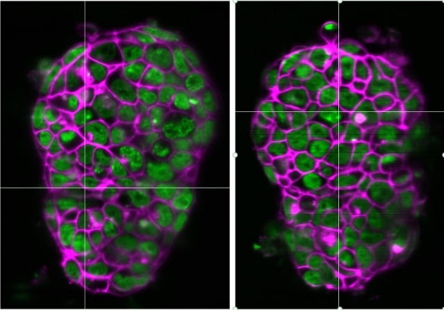 Colonies of mouse embryonic stem cells, stably a nuclear and membrane member.