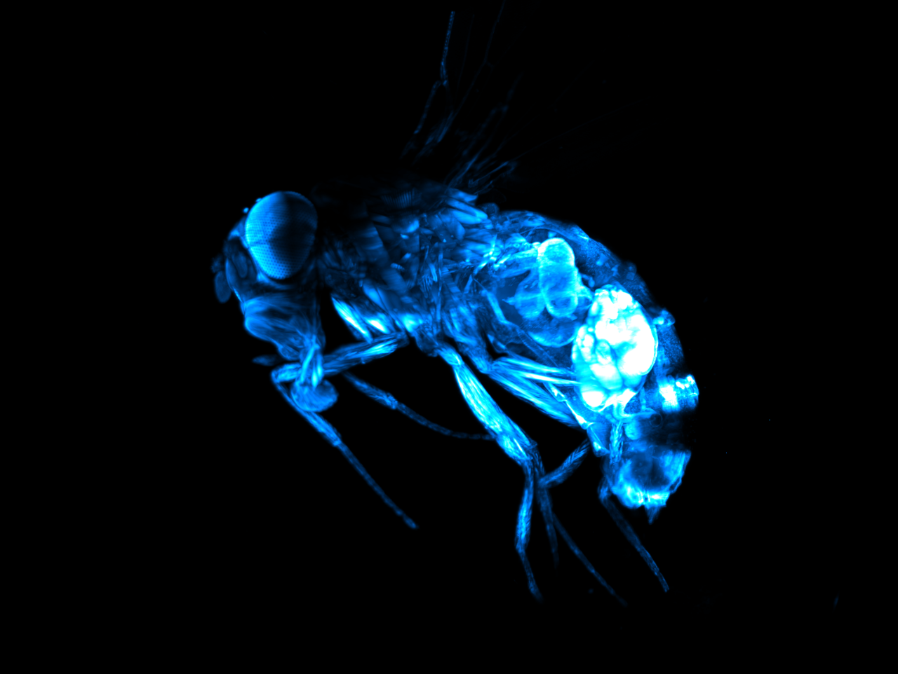 Transgenic Drosophila Line Expressing UAS-mCD8-GFP with the Mef2-GAL4 Driver Line