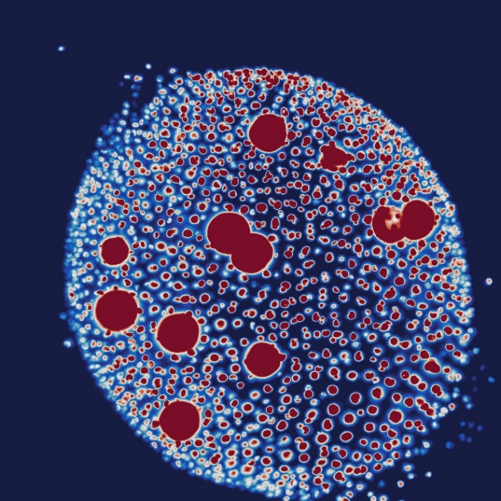 Projection of Volvox with light-sheet microscope