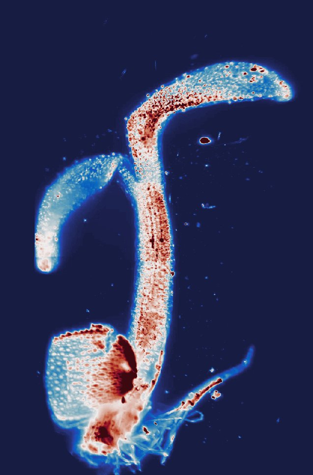 Arabidopsis plant imaged with a light-sheet microscope