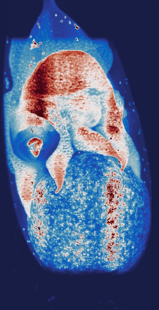 Autofluorescence in an octopus