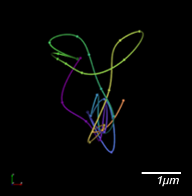 Genomics - 3D visualization of ORCA streamlines