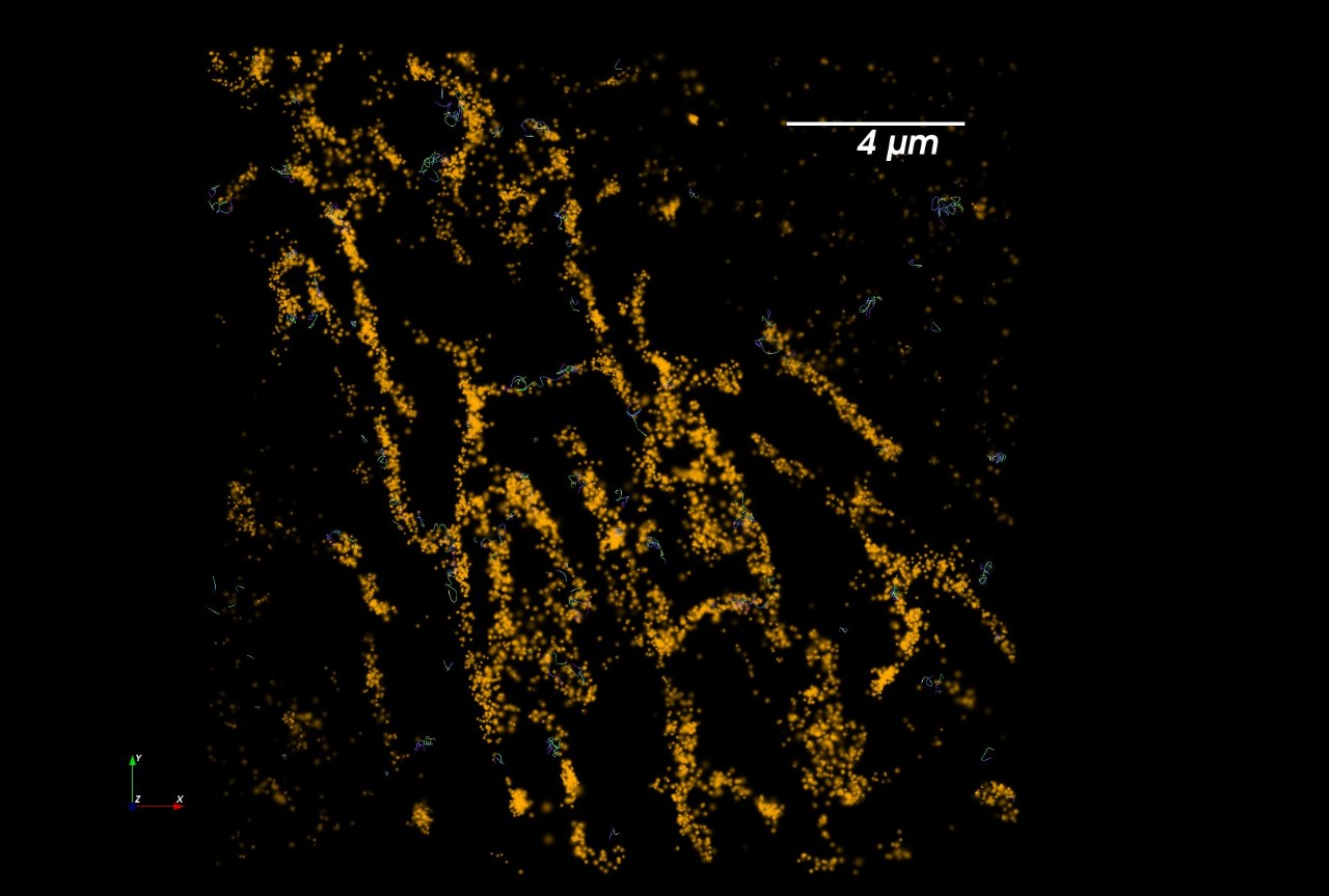 Single tomm20 protein diffusing in a mitochondria