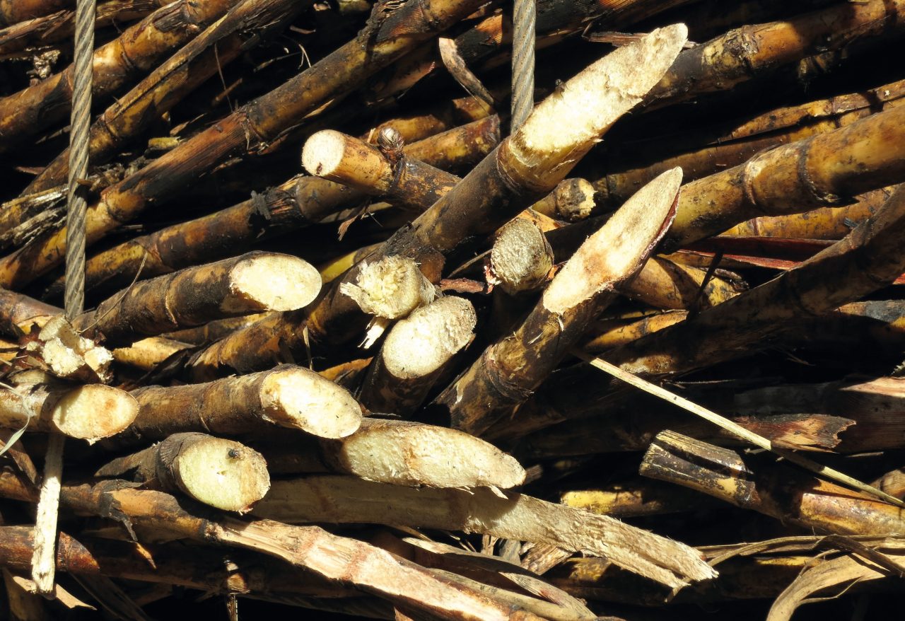 Sugar, Cane & Beets Bruker