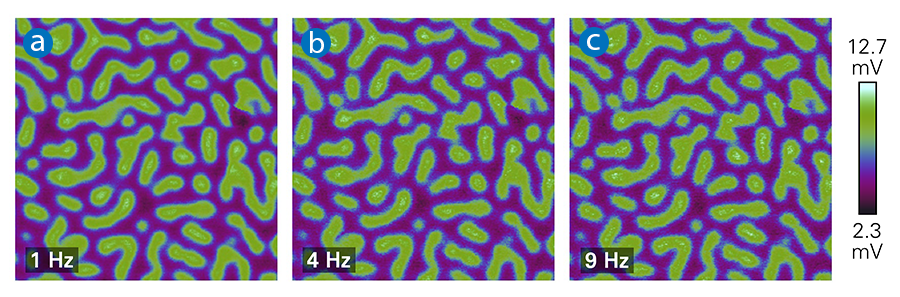Tapping AFM-IR images of PS-PMMA block copolymer at 1730 cm-1