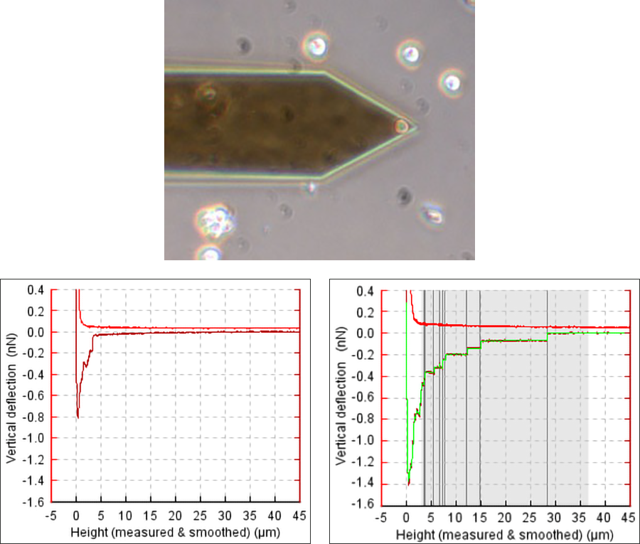 AFM image and adhesion curves of chinese hamster ovary (CHO) cell collagen binding