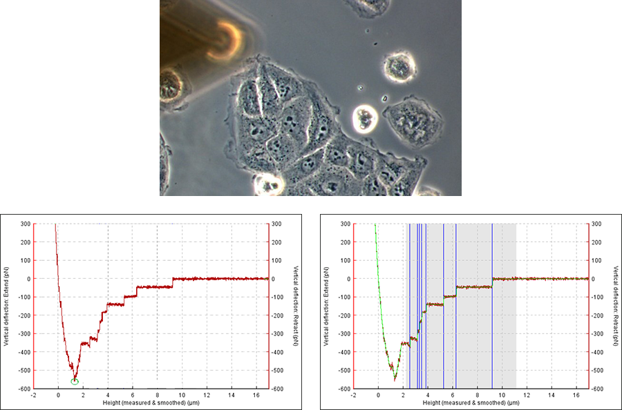 AFM images and adhesion curves of MDCK cells