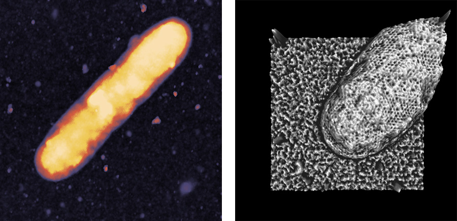 AFM images of bacteria S-layer