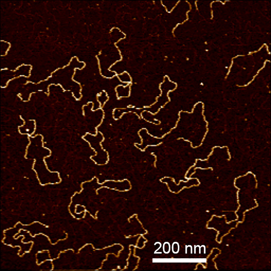 AFM image of hexagonally packed intermediate (HPI) layer of D. radiodurans
