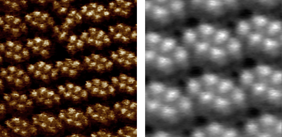 AFM and correlation images of OmpF (outer membrane porin F) protein crystals