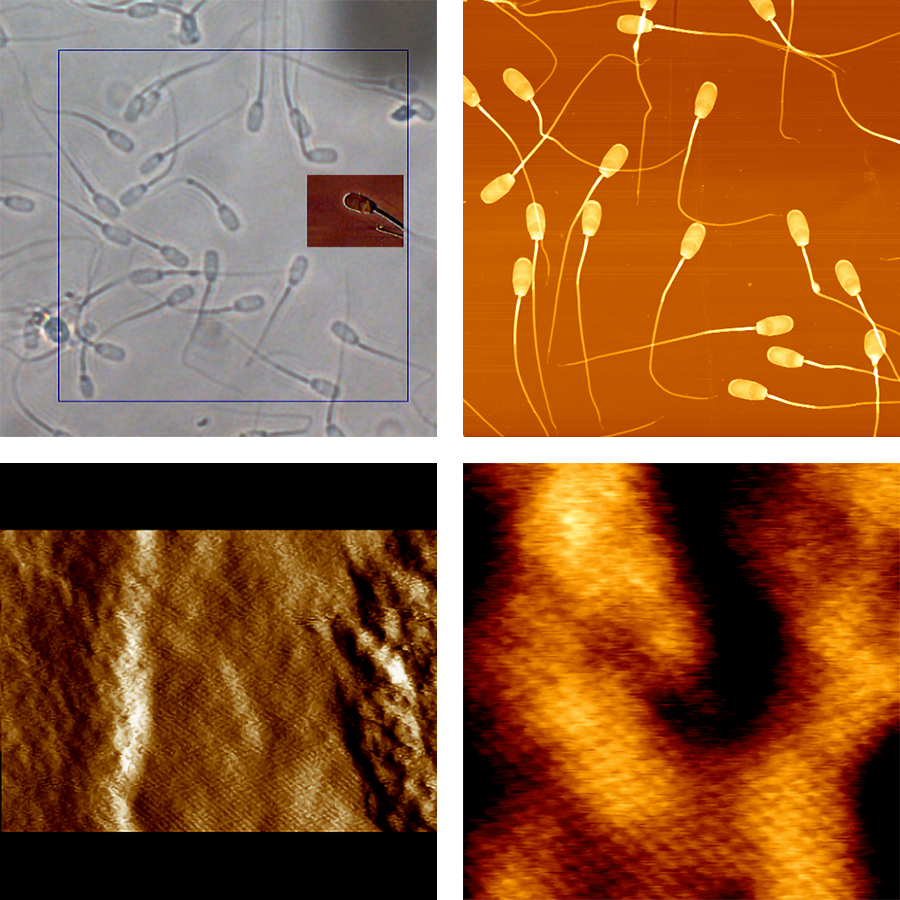 High-resolution AFM imaging of sperm